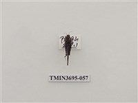 藏品(直翅目(3))的圖片